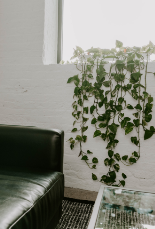 Vines hanging from a window sill in a brightly lit Chicago therapist office.