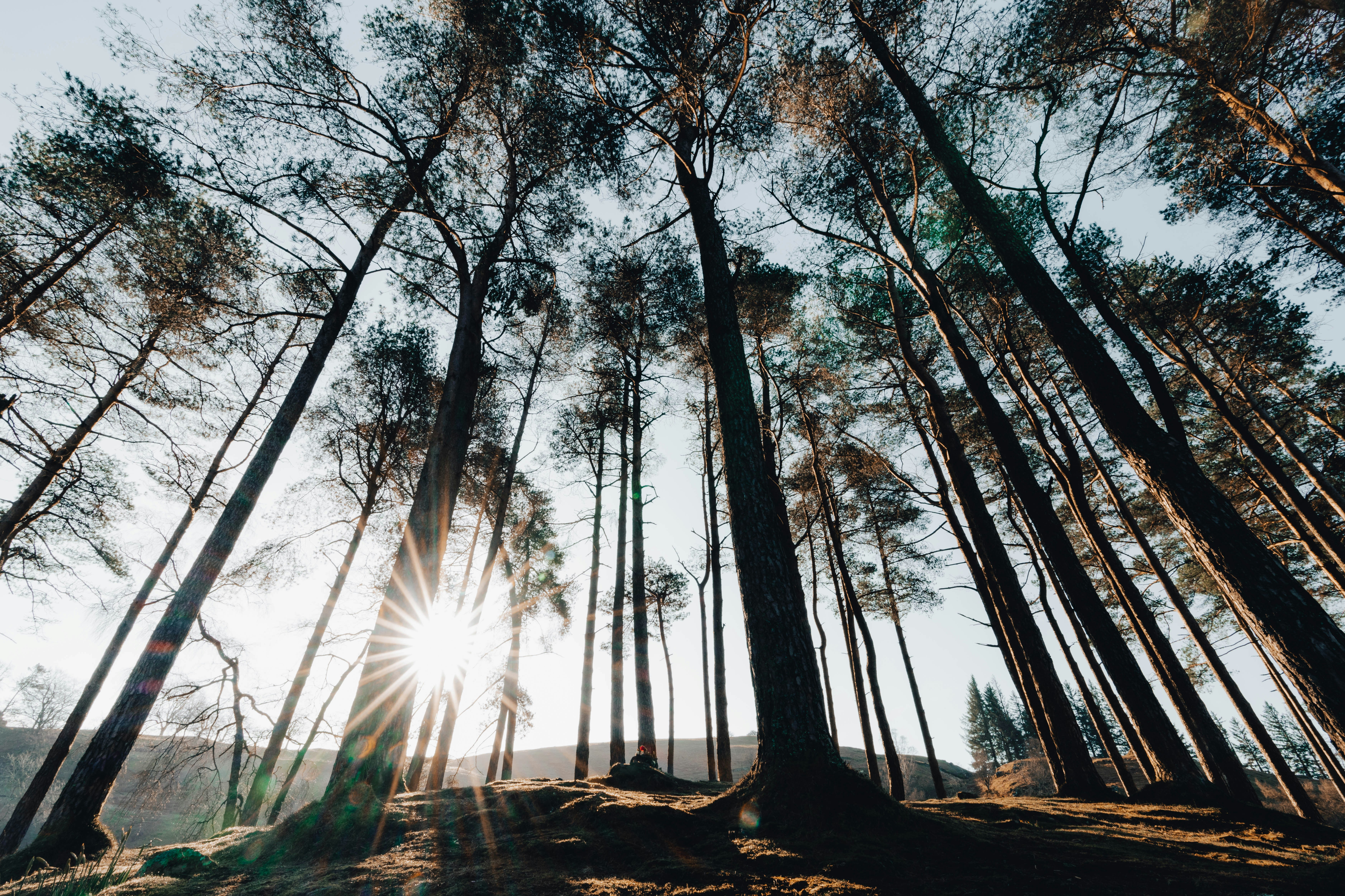 Sunlight shining through tall pine trees — symbolizing growth, remembrance, and living memorial gifts for grieving mothers